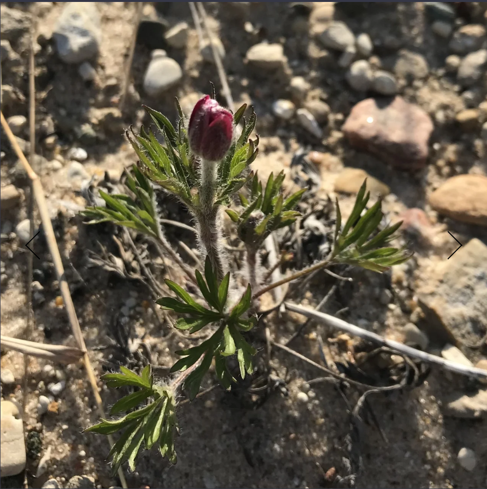 Red Anemone (Erigeron pulchellus) - Image 3