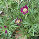 Red Anemone (Erigeron pulchellus)