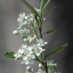 Red Chokeberry (Aronia arbutifolia)