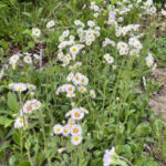 Robin's Plantain (Erigeron pulchellus)