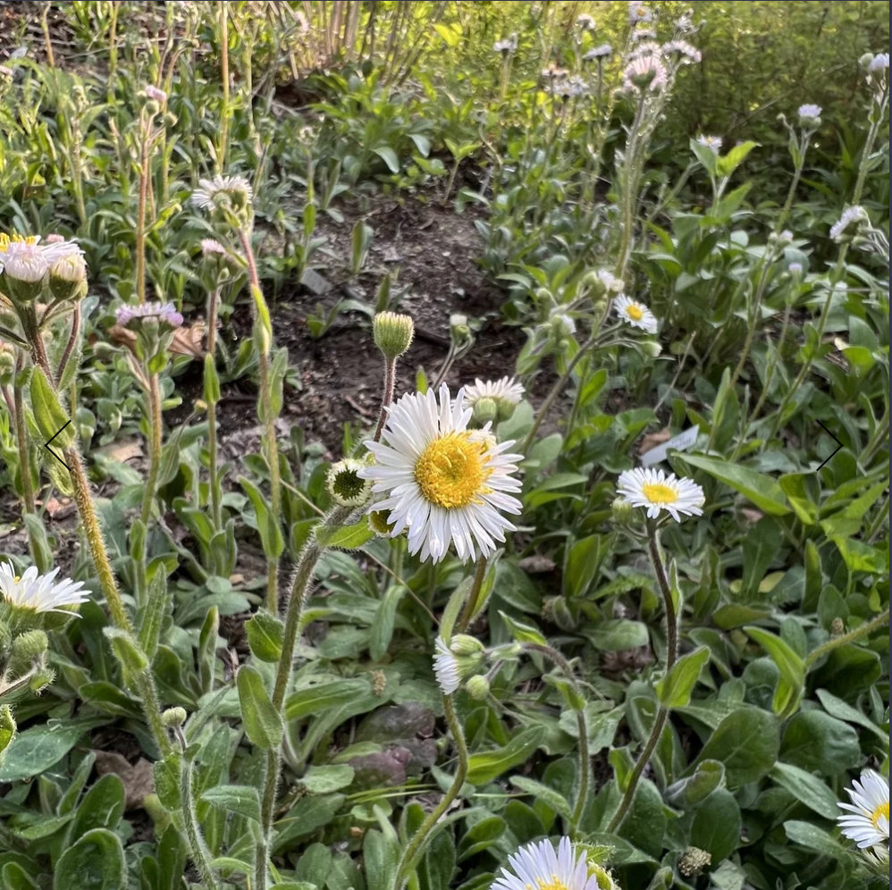 Robin's Plantain (Erigeron pulchellus) - Image 2