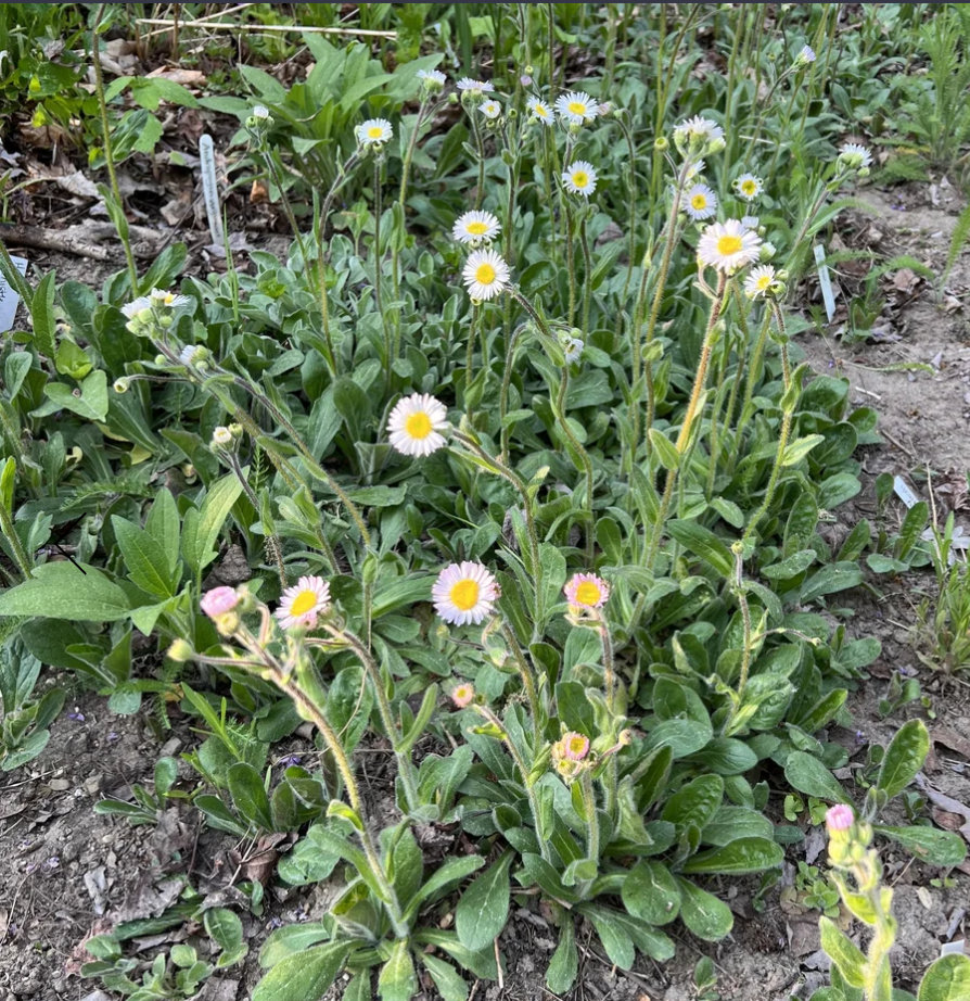 Robin's Plantain (Erigeron pulchellus) - Image 3