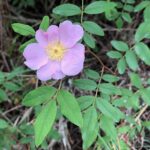 Swamp Rose (Rosa palustris)