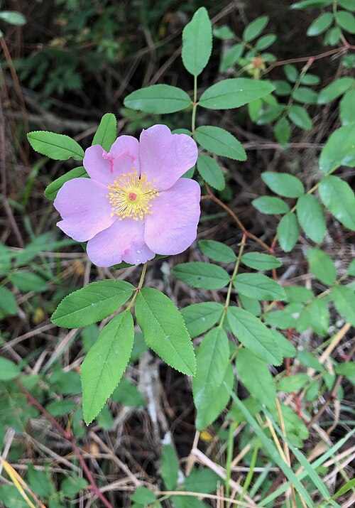 Swamp Rose (Rosa palustris)