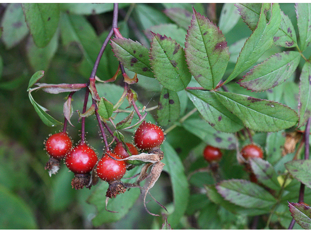 Swamp Rose (Rosa palustris) - Image 3