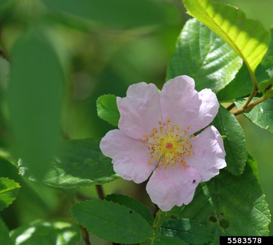 Swamp Rose (Rosa palustris) - Image 4