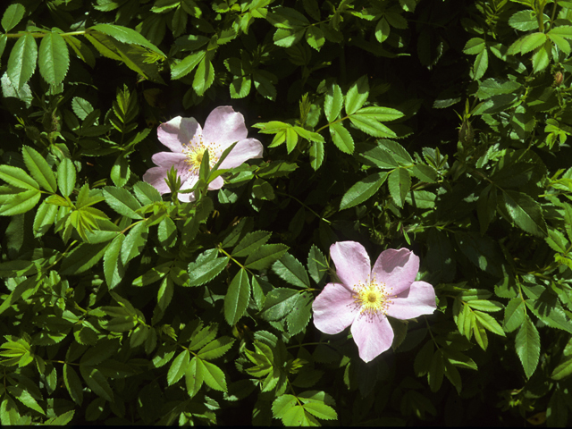 Swamp Rose (Rosa palustris) - Image 2
