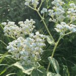 Wild Quinine (Parthenium integrifolium)