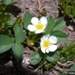 Wild Strawberry (Fragaria virginiana)