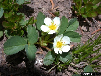 Wild Strawberry (Fragaria virginiana)