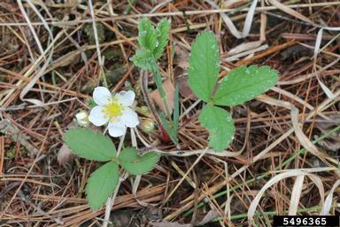 Wild Strawberry (Fragaria virginiana) - Image 4