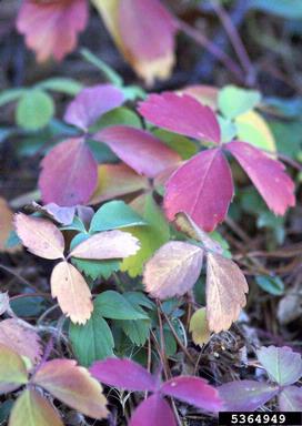 Wild Strawberry (Fragaria virginiana) - Image 5