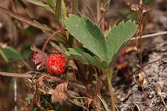 Wild Strawberry (Fragaria virginiana) - Image 2