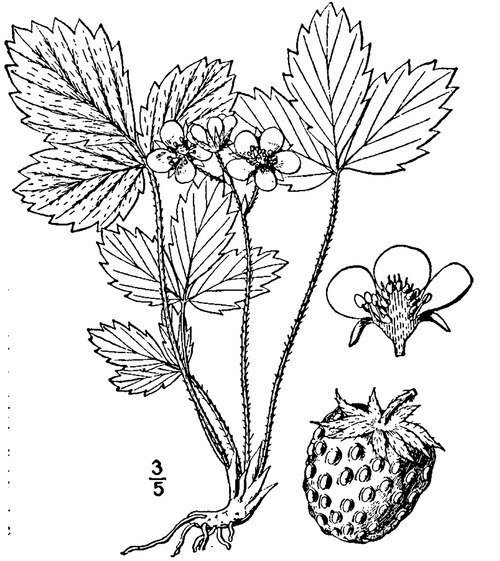Wild Strawberry (Fragaria virginiana) - Image 3