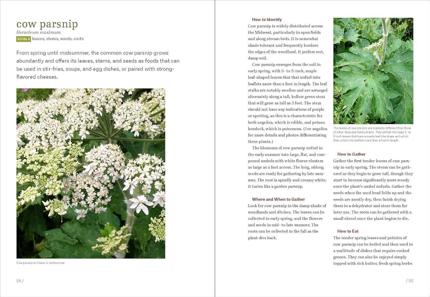 Midwest Foraging - Image 3