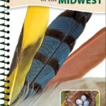 Bird Feathers & Eggs of the Midwest - Quick Guide