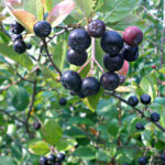 Black Chokeberry (Aronia melanocarpa)