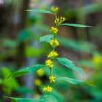 Pollinator Kit (Shade)