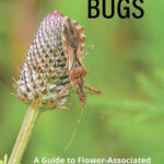 Flower Bugs