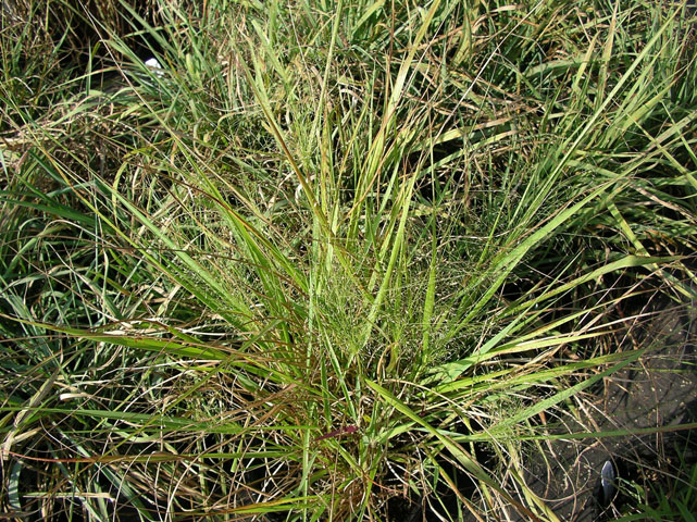 Purple Love Grass (Eragrostis spectabalis) - Image 3