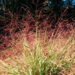 Purple Love Grass (Eragrostis spectabalis)
