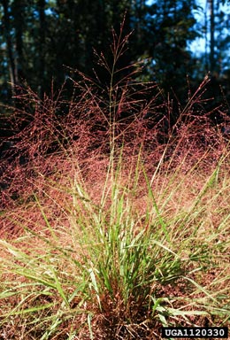 Purple Love Grass (Eragrostis spectabalis)