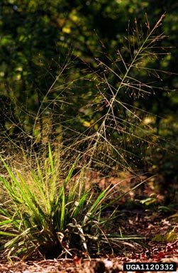 Purple Love Grass (Eragrostis spectabalis) - Image 2