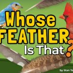 Whose Feather is That?